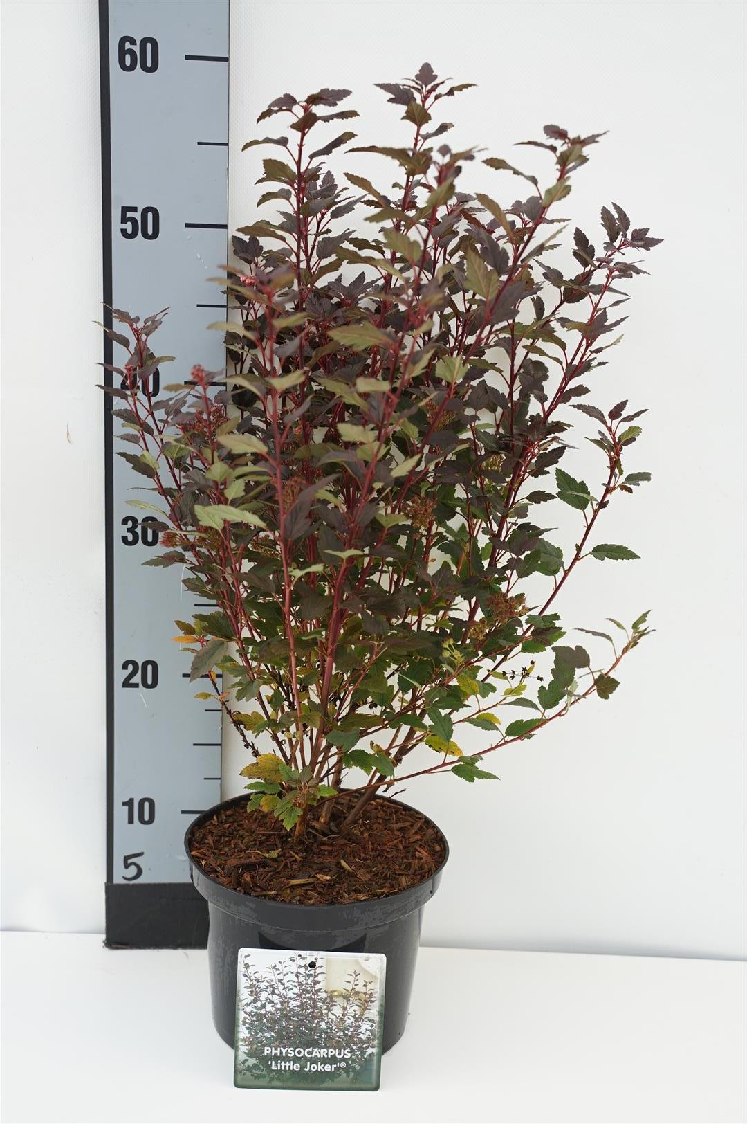 Physocarpus opulifolius &