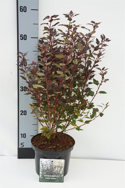 Physocarpus op. &