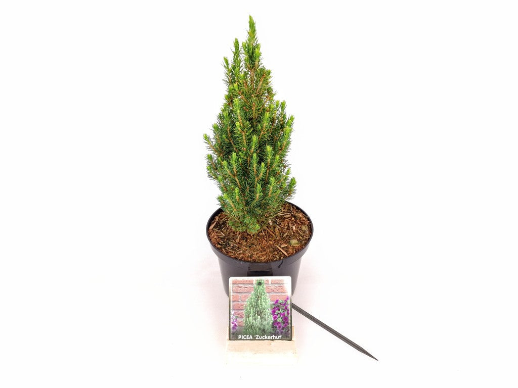 Picea glauca &