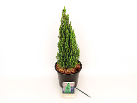 Picea gl. "Sugar Hut"