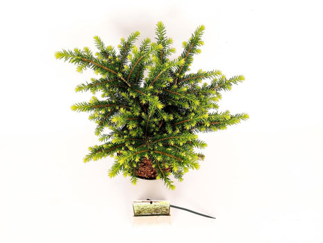 Picea omorika "Karel"