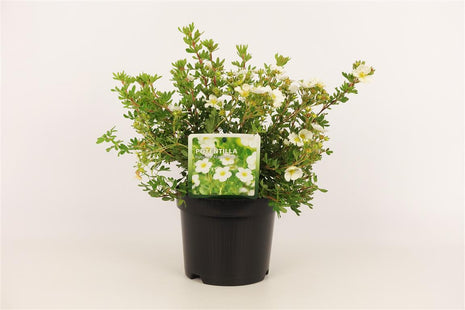 Potentilla f. "Abbotswood"