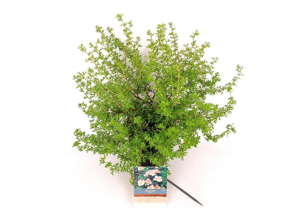 Potentilla f. &