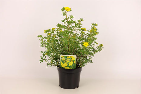 Potentilla f. 'Goldfinger'