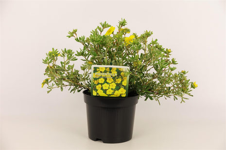 Potentilla f. "Goldstar"