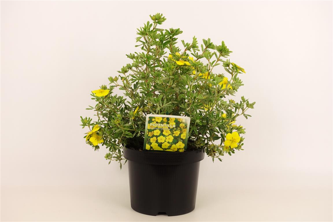 Potentilla f. &