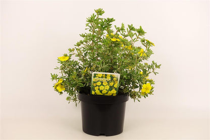 Potentilla fruticosa &