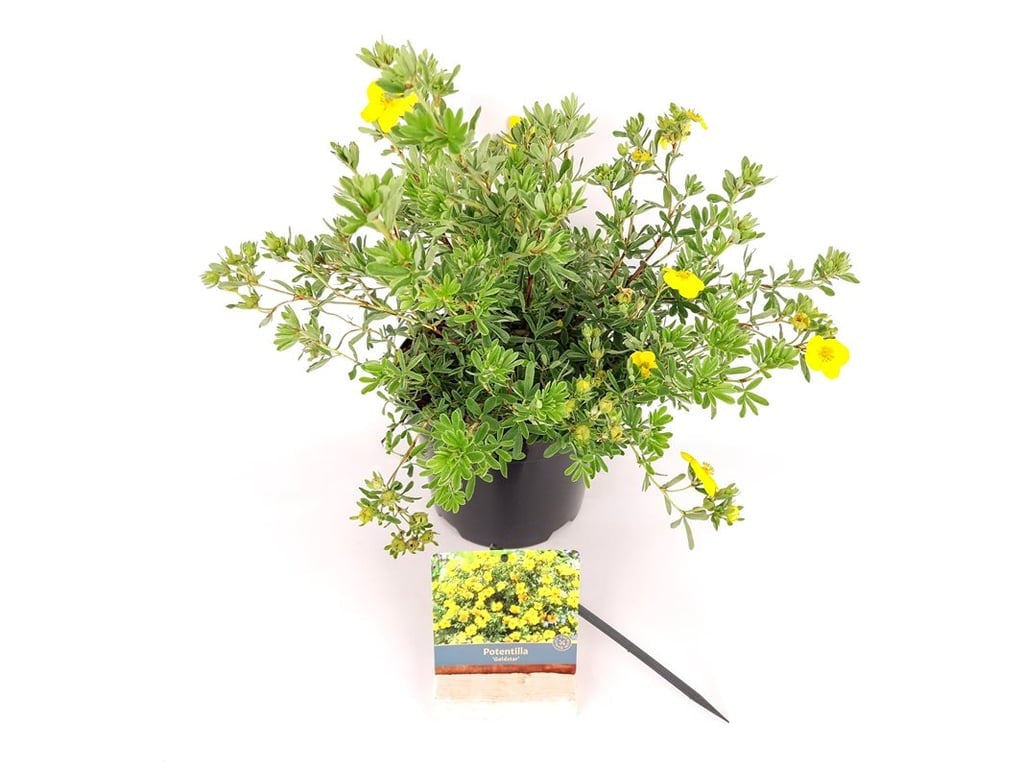 Potentilla f. &