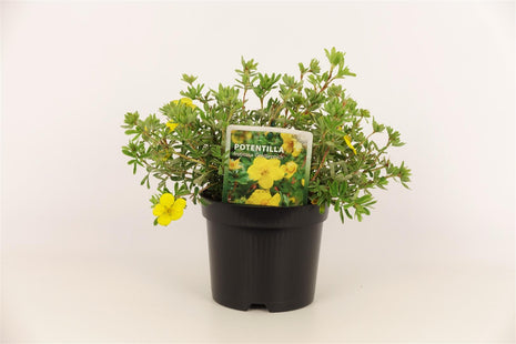 Potentilla f. 'Goldteppich'