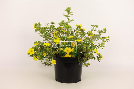 Potentilla f. 'Goldteppich'