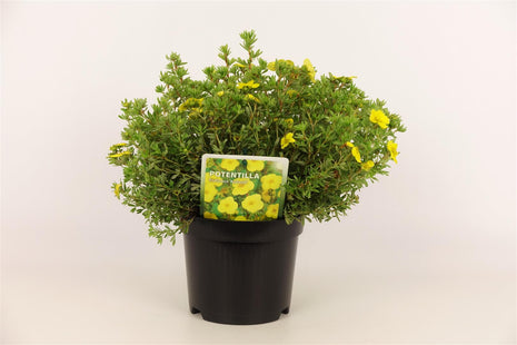 Potentilla f. "Kobold"