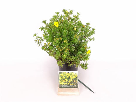 Potentilla f. "Kobold"