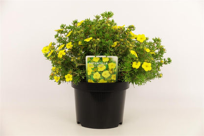 Potentilla f. &
