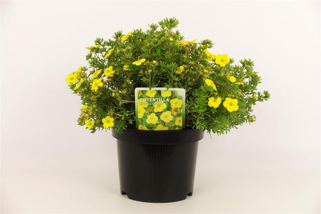 Potentilla f. 'Kobold'