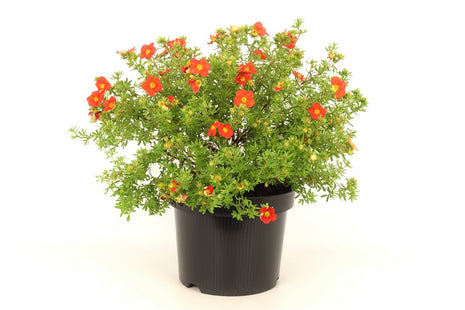 Potentilla f. "Marian Red Robin"