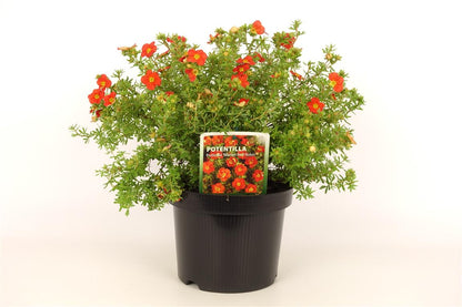 Potentilla f. &