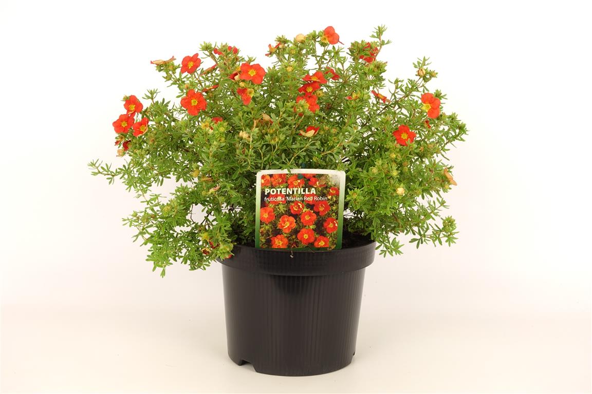 Potentilla f. &