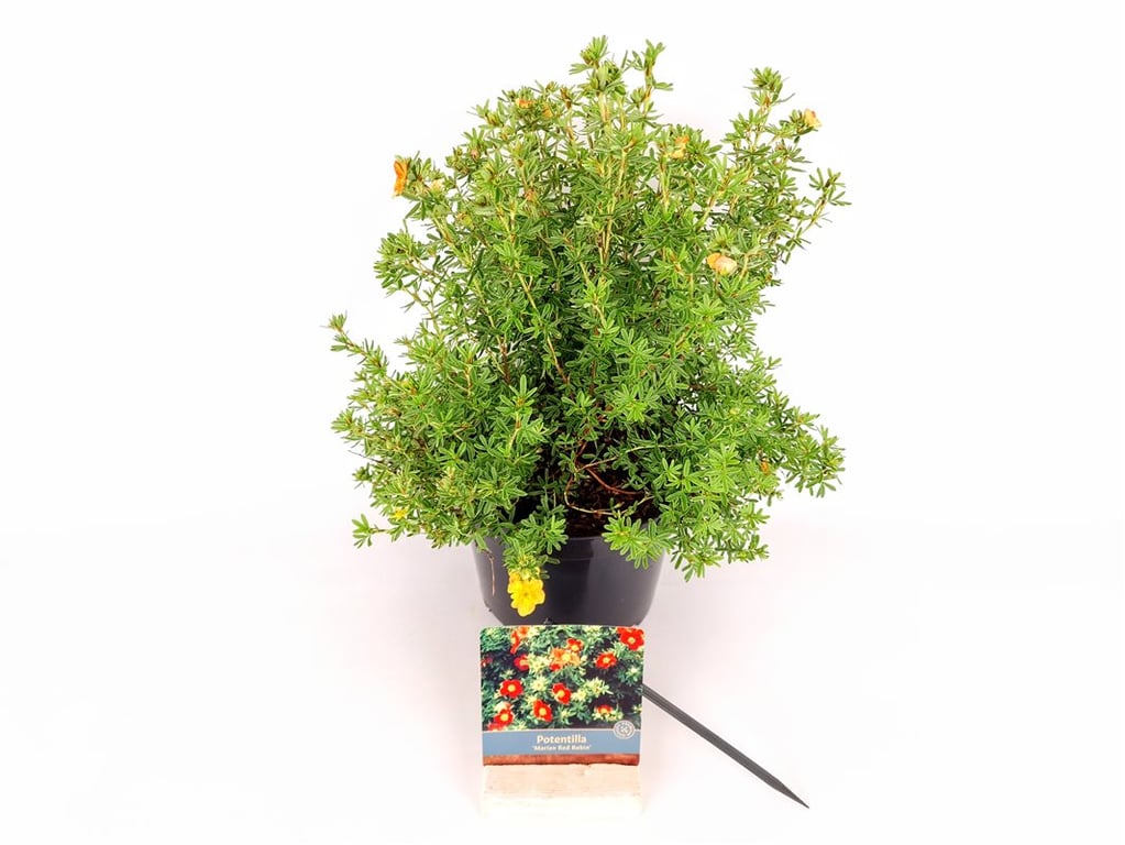 Potentilla f. &