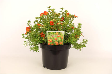 Potentilla f. 'Red Ace'