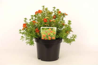 Potentilla f. &
