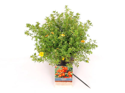 Potentilla f. &