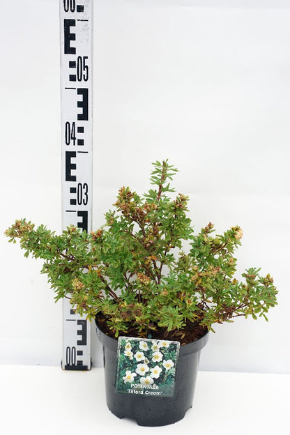 Potentilla fruticosa &