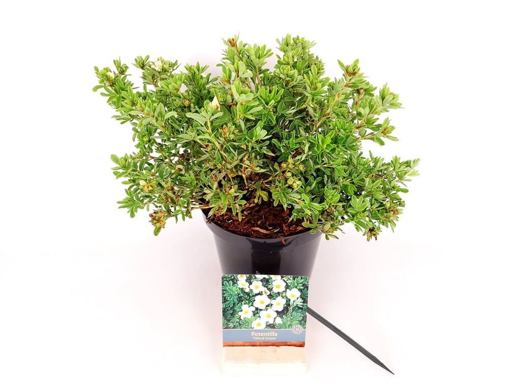 Potentilla f. &