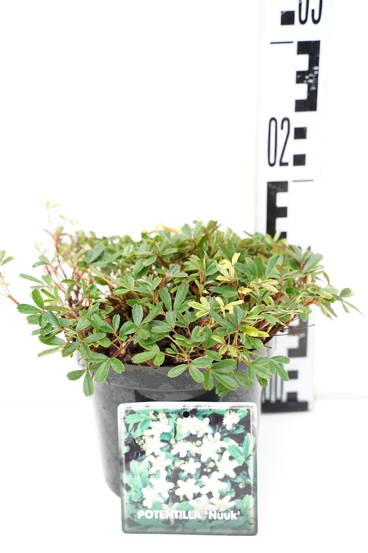 Potentilla tridentata &