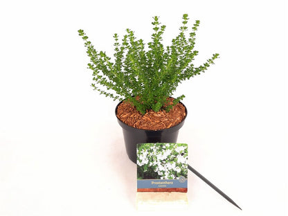 Prostanthera cuneata C2 (2 liters kruka) 20-30 cm