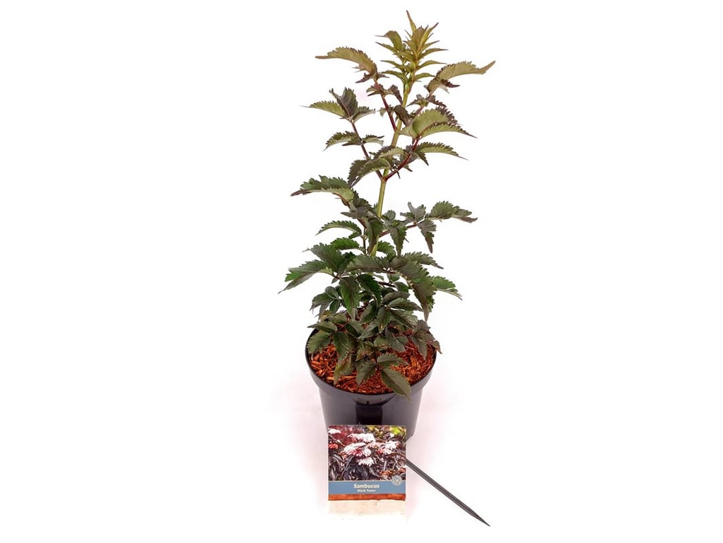 Sambucus nigra &