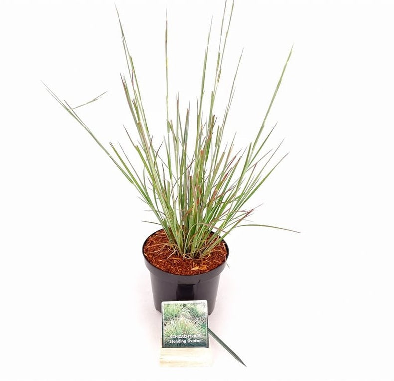 Schizachyrium s. &