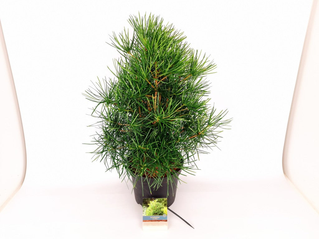 Sciadopitys verticillata C7,5 (7,5 liters kruka) 40-50 cm