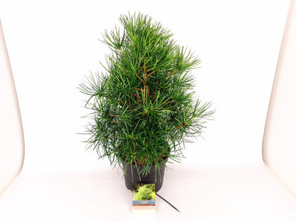 Sciadopitys verticillata C7,5 (7,5 liters kruka) 40-50 cm