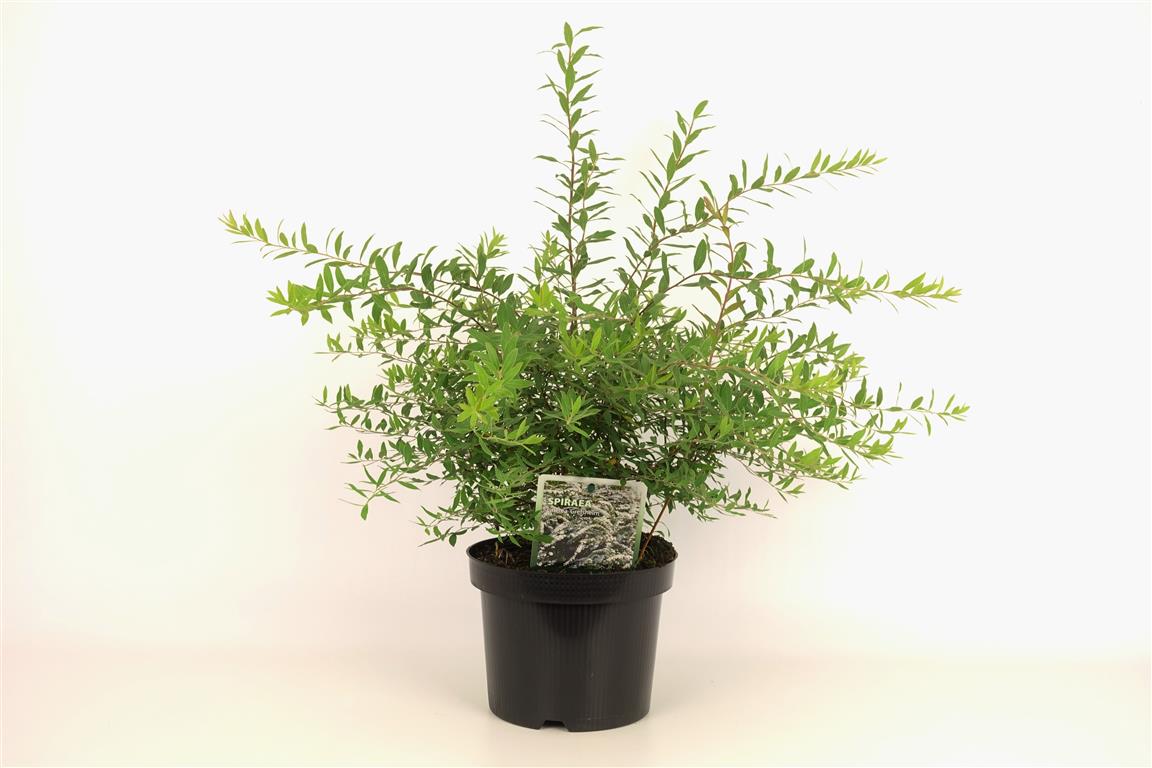 Spiraea cinerea &