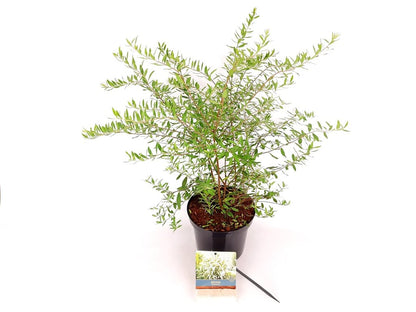 Spiraea cinerea &