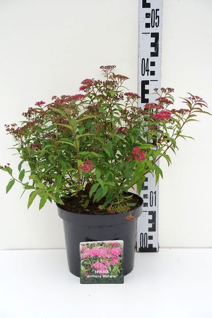 Spiraea japonica &