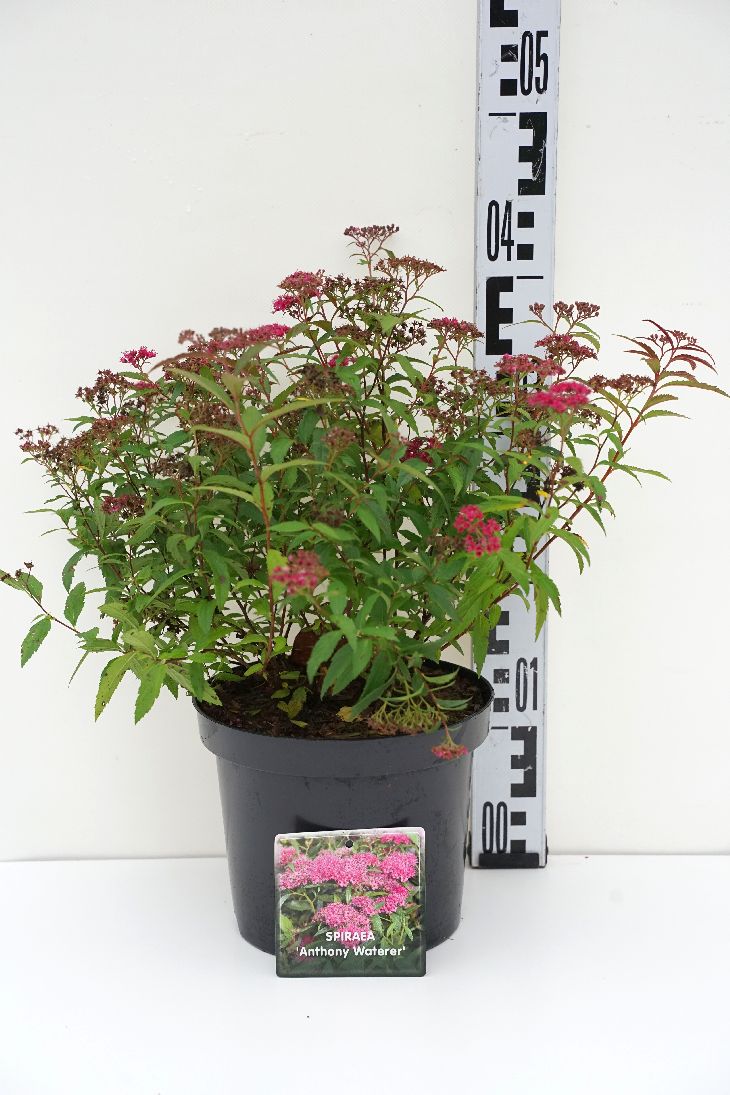 Spiraea japonica &