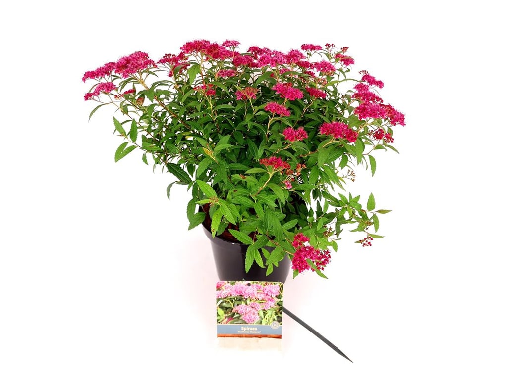 Spiraea japonica &