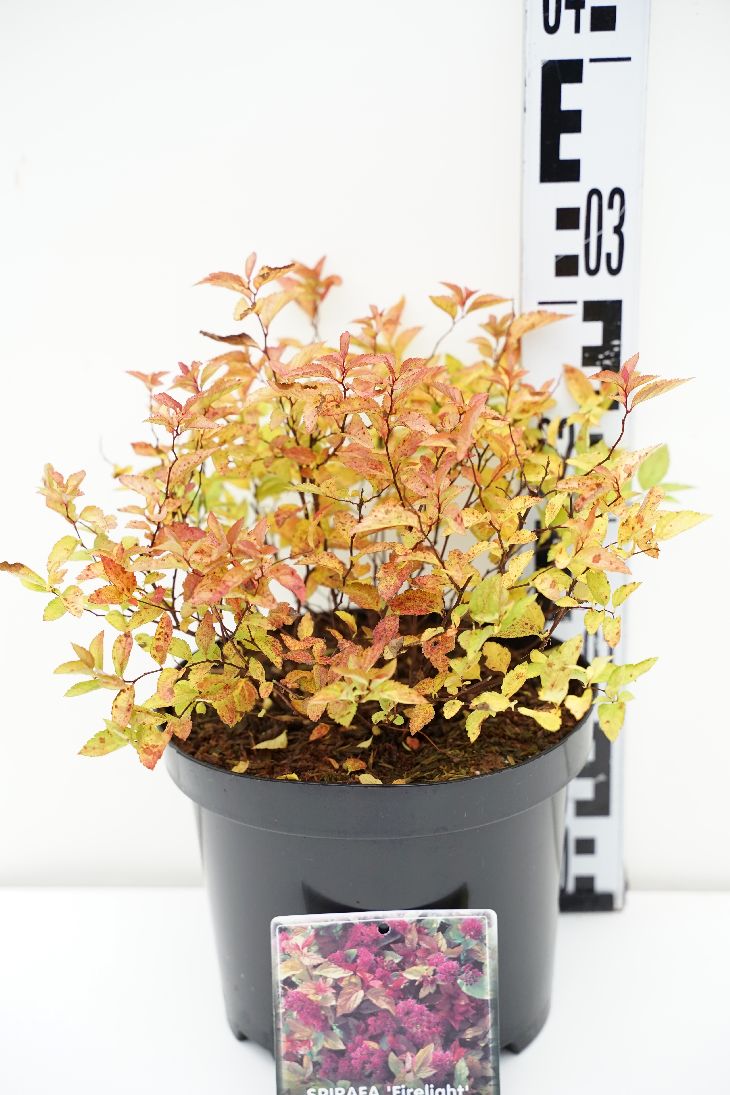 Spiraea jap. &