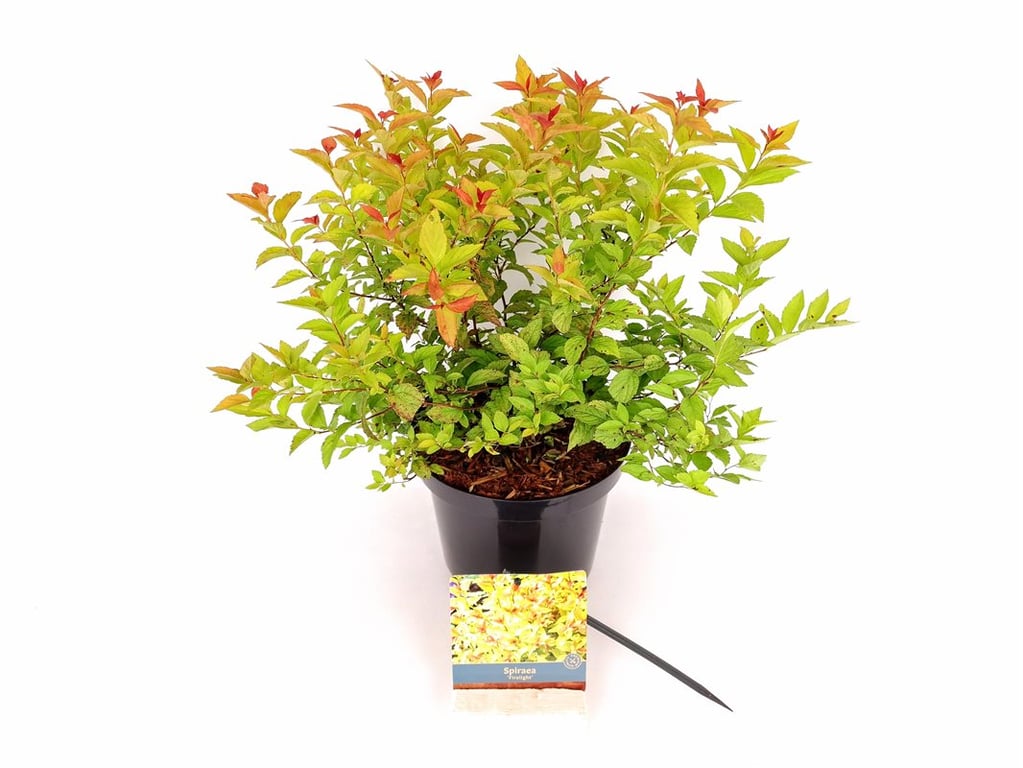 Spiraea japonica &