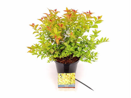 Spiraea japonica &