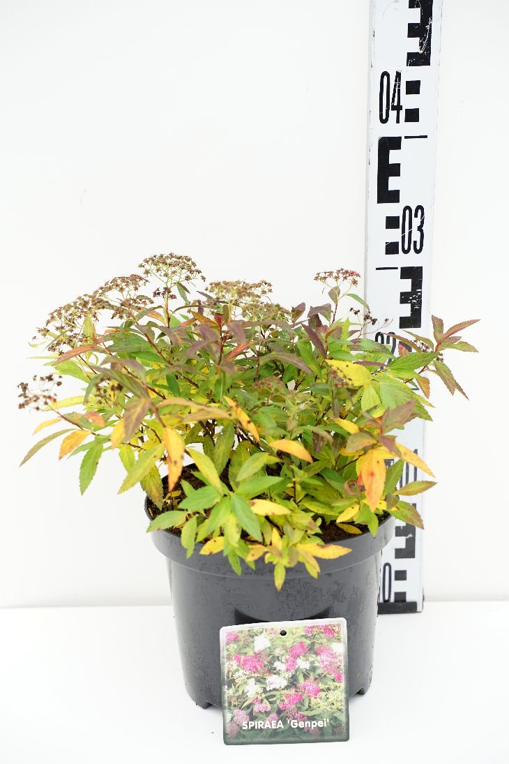 Spiraea japonica &