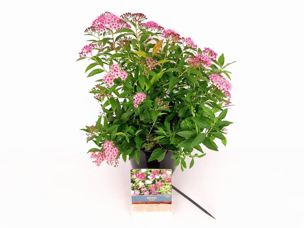 Spiraea japonica &