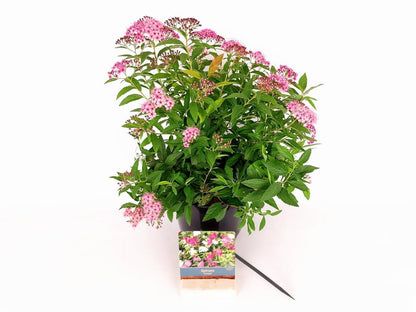 Spiraea japonica &