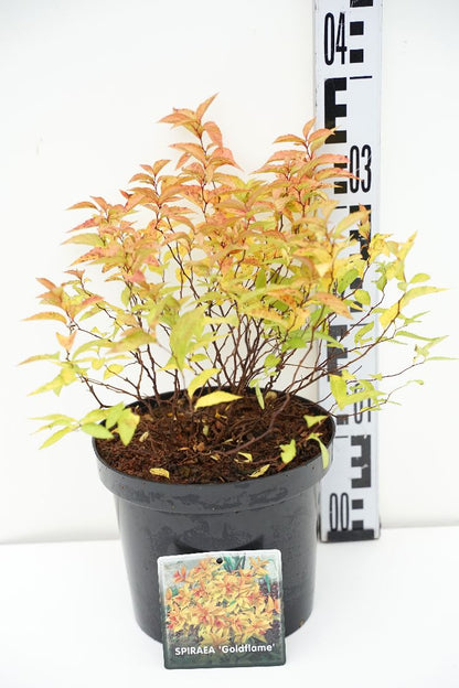 Spiraea japonica &