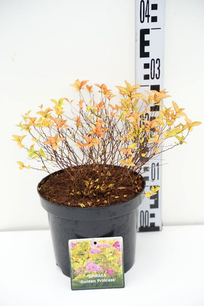 Spiraea japonica &