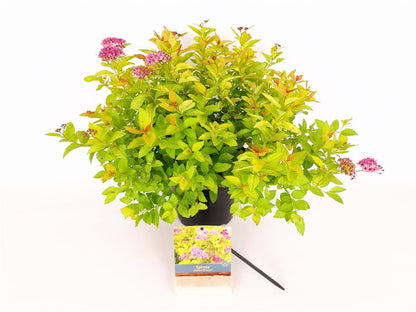 Spiraea japonica &