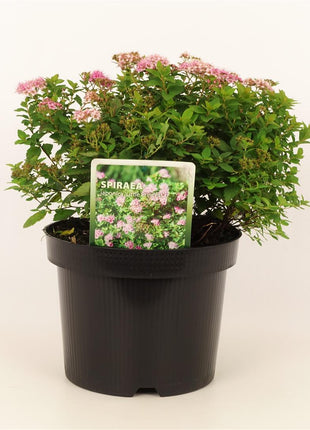 Spiraea jap. 'Little Princess'