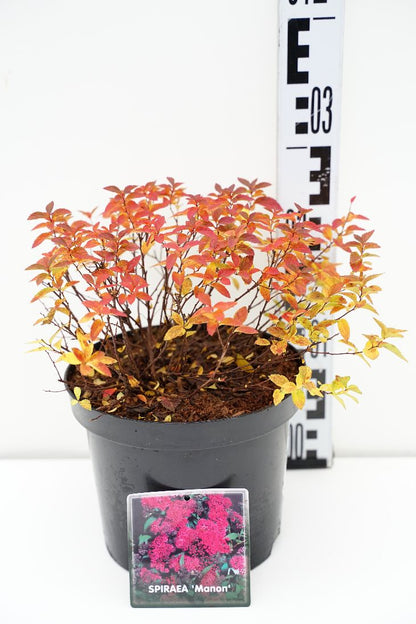 Spiraea japonica &