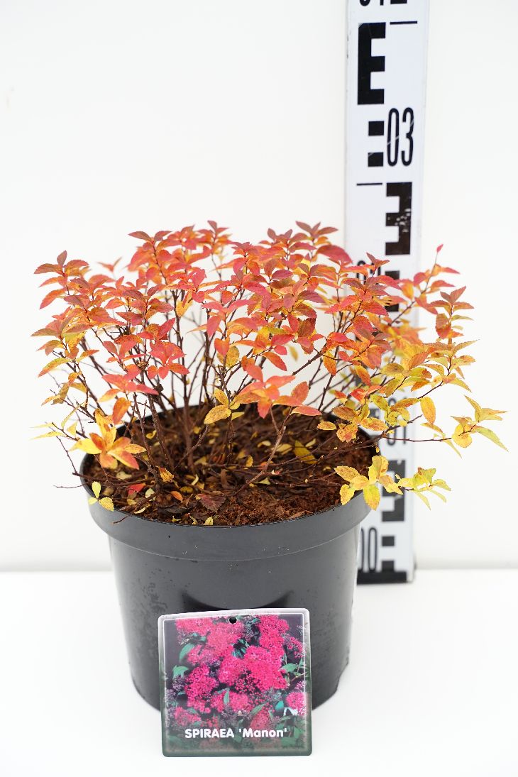 Spiraea japonica &